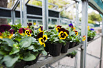 iStock 000008113409XSmall nursery